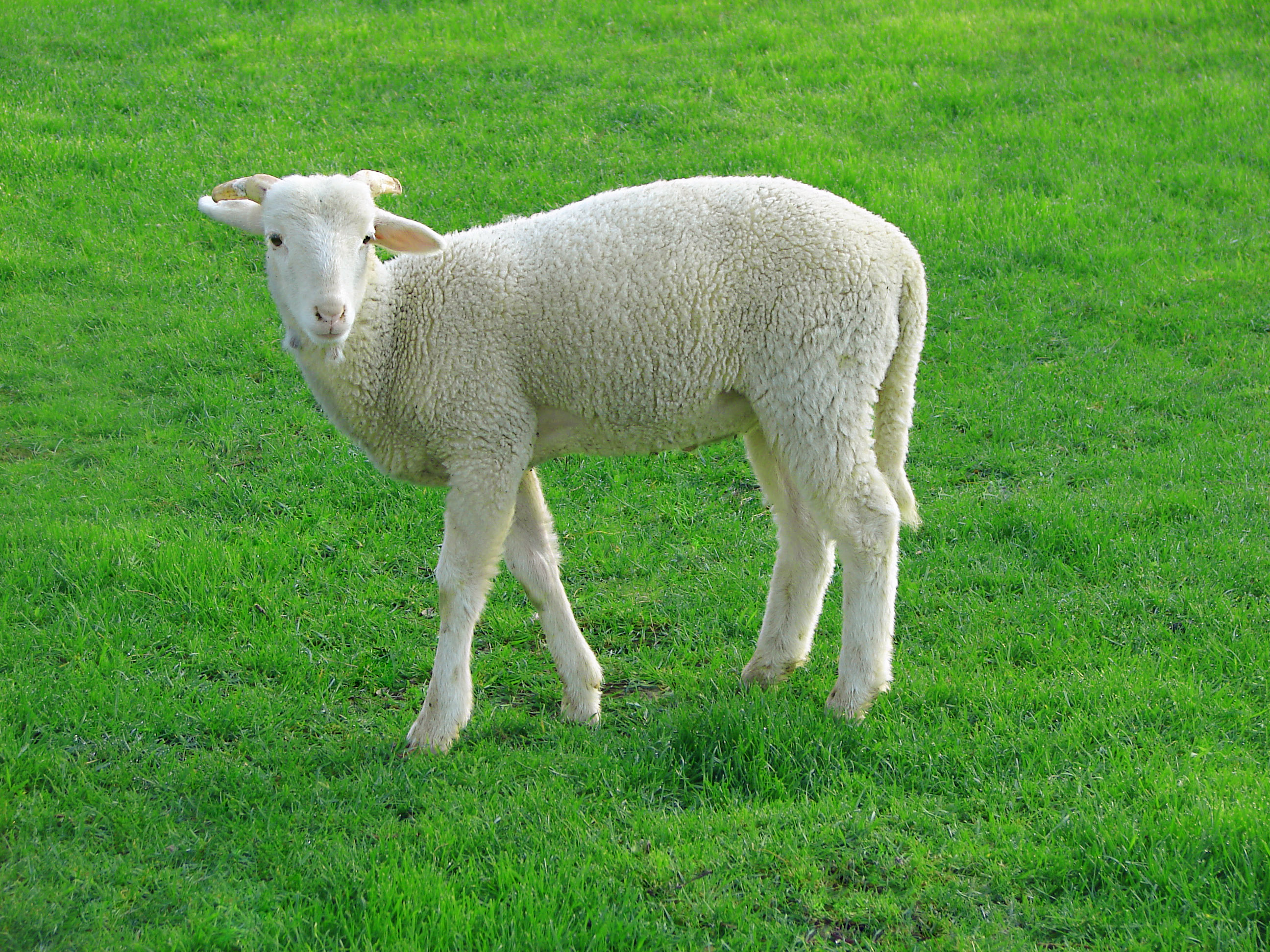 Via https://en.wikipedia.org/wiki/File:Lamb_09807-a.jpg